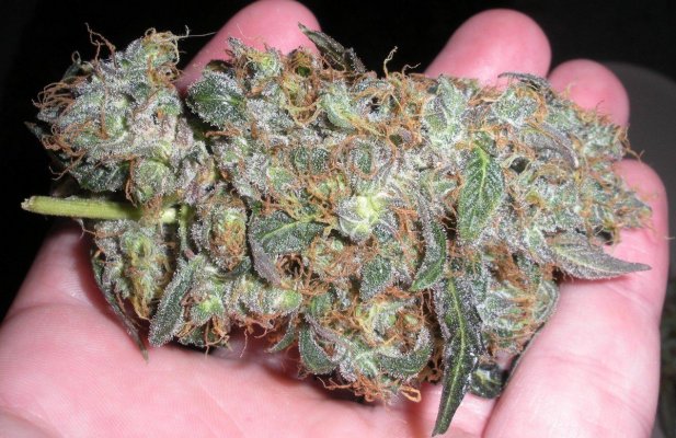elites-double-purple-sfv-og-5.jpg