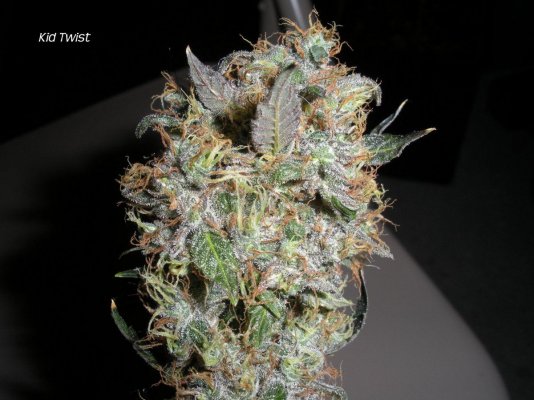 elites-double-purple-sfv-og-6.jpg