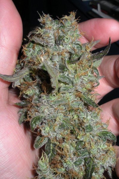 elites-double-purple-sfv-og-7.jpg
