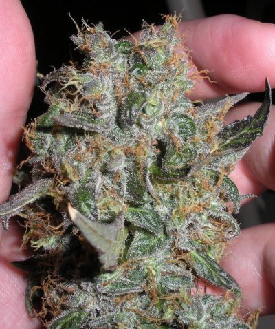 elites-double-purple-sfv-og-8.jpg