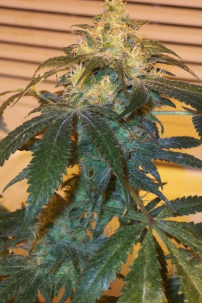 blueberry---day-53-5.jpg