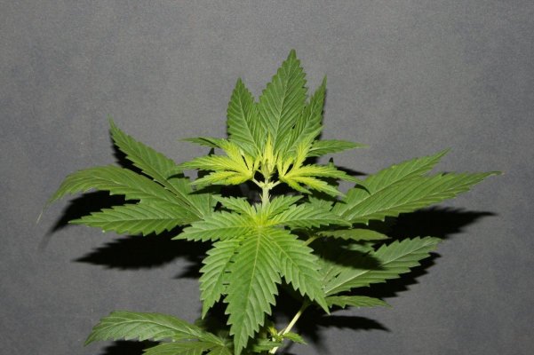 Rif Strain (3).jpg