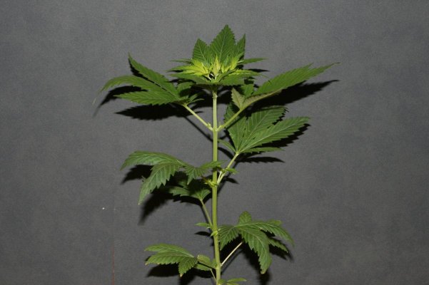 Rif Strain (2).jpg