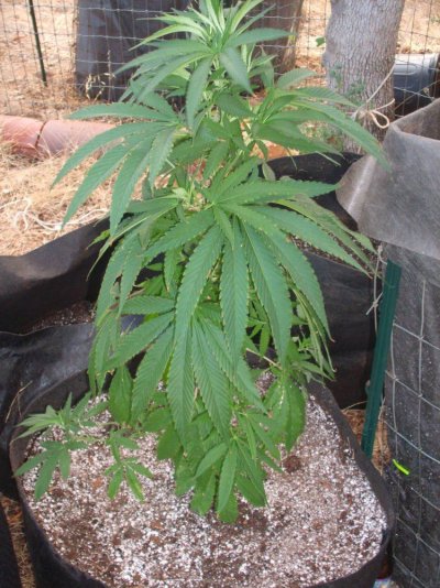 block_in_smartpot.JPG