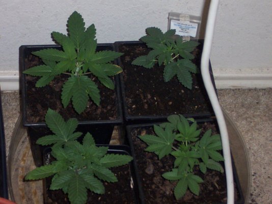 White-Bubba.JPG