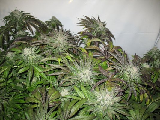 bubba-kush-pics-3.jpg