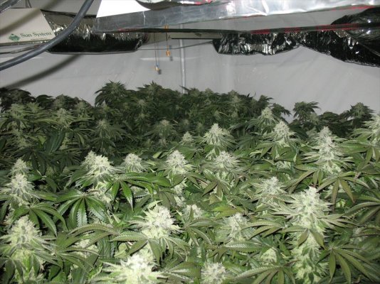 bubba-kush-pics-5.jpg