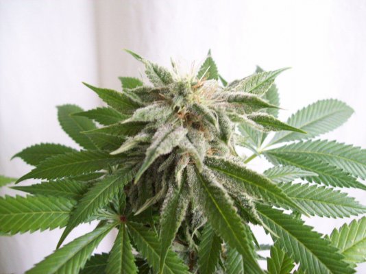 agent-orange-3.jpg