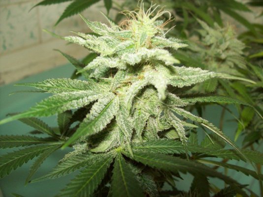 agent-orange-6.jpg