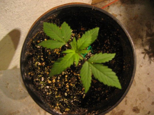hr's SSSDH x Jack Herrer #22 test grow