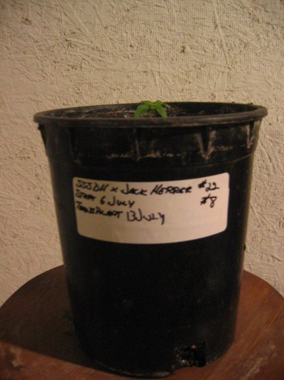 hr's SSSDH x Jack Herrer #22 test grow