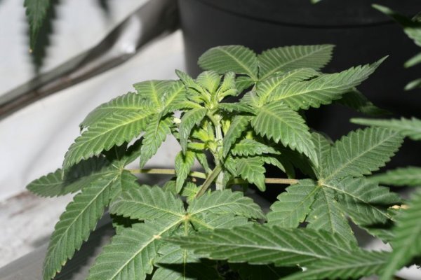 og.kush fem.JPG