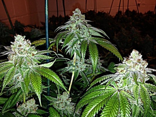 = The BEST OG Kush Clone Only=