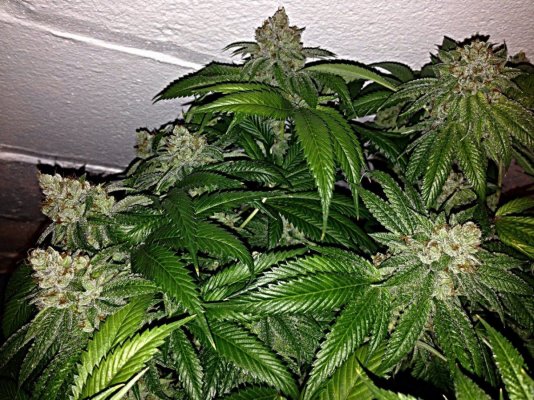 = The BEST OG Kush Clone Only=