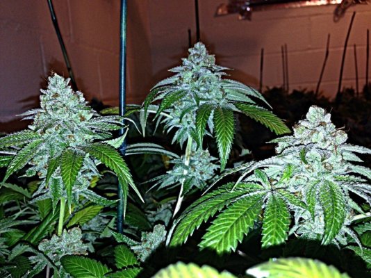 = The BEST OG Kush Clone Only=