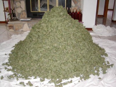 Dies:C99 harvest pile.2.JPG