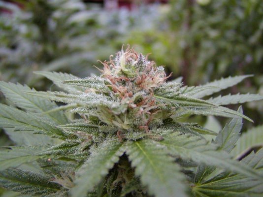 pineapple sk macro.JPG