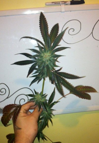 White Super Skunk