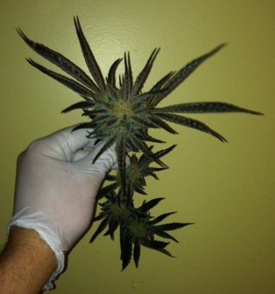 Grape Stomper BX x The White