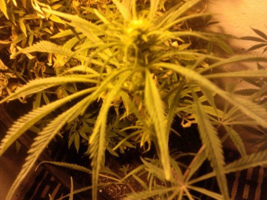 Pharm'N With Hemp