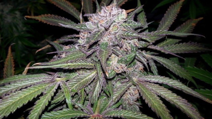 F'ing some things up in 2014 (MedGrow)