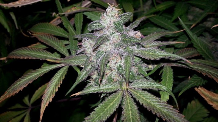 F'ing some things up in 2014 (MedGrow)