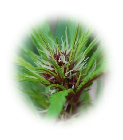 Nebu's Blackberry