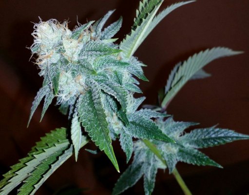 = The BEST OG Kush Clone Only=