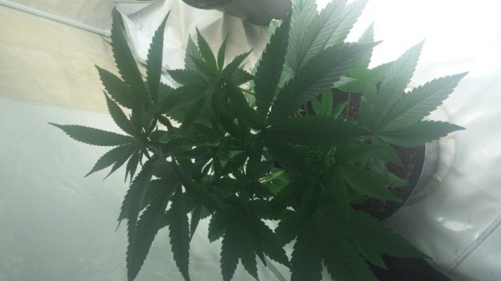 a-few-of-my-plants.jpg