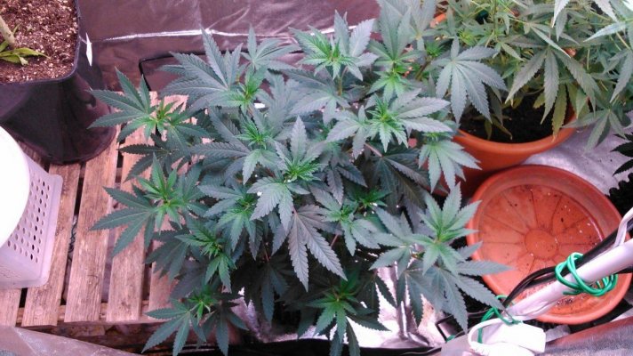 G13 Labs - Purple Haze