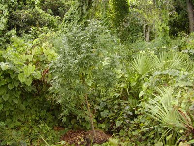 blueberry sativa.JPG