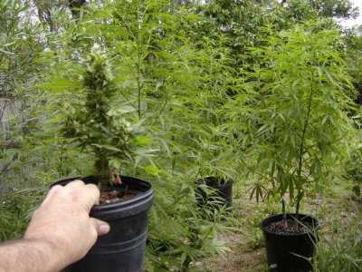 clone an sativas.JPG
