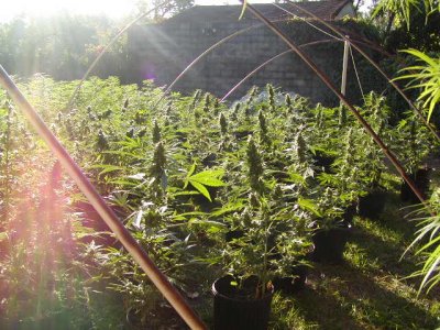sun soaked sk#1.JPG
