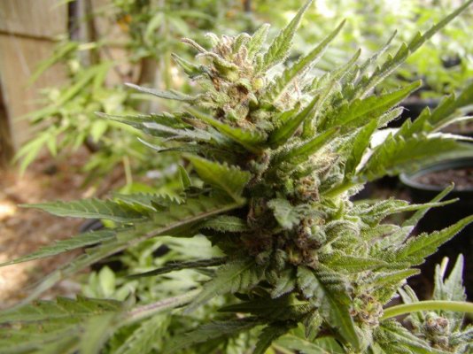 skunk#1.JPG