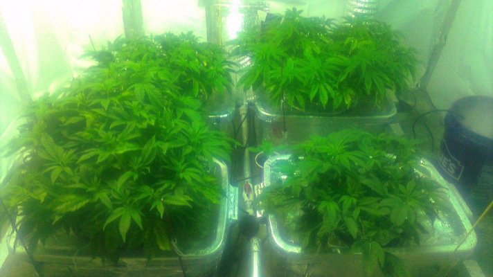 uc4xl--critical-kush-round-3-3.jpg