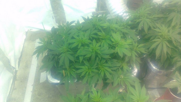 uc4xl--critical-kush-round-3-9.jpg