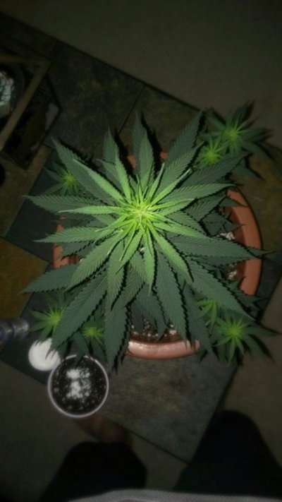 Small Personal Grow