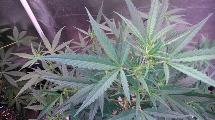 Dutch Passion - AutoWhite Widow