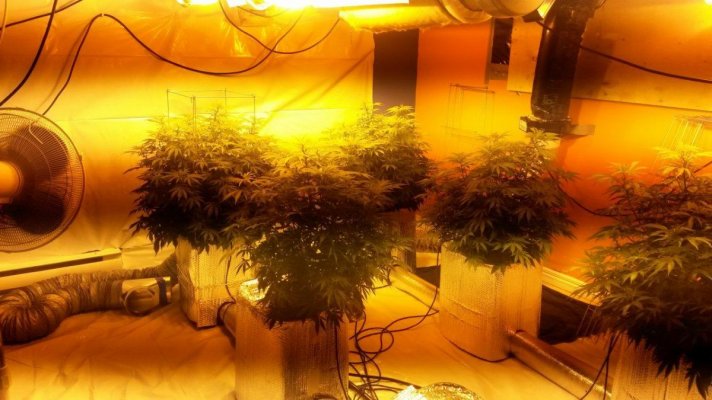 5-plants-5k-lights-4.jpg