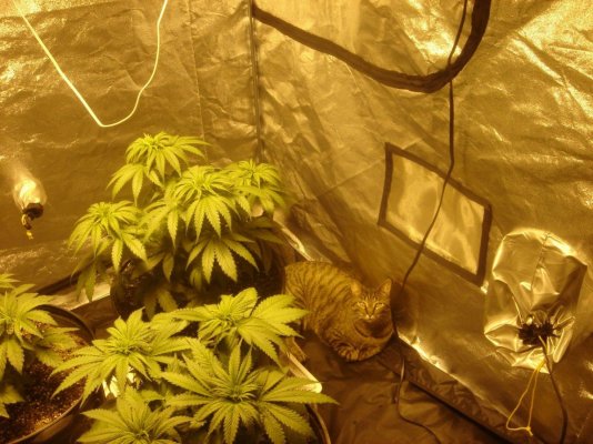 growing-the-dankwith-my-cat.jpg