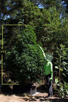 Tall weed