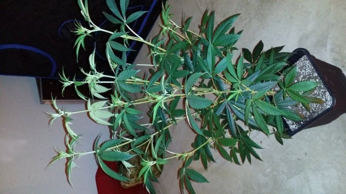 Afghan x Hells angel og & Casey jones x Hells angel og