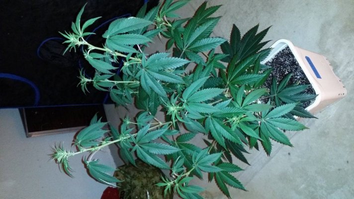 Afghan x Hells angel og & Casey jones x Hells angel og