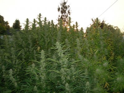 What do you REALLY think about selling to dispensaries under the new guidelines