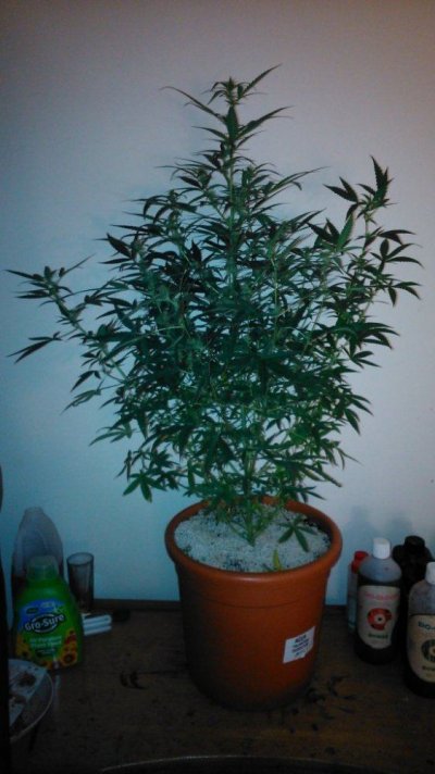Dutch Passion - AutoWhite Widow