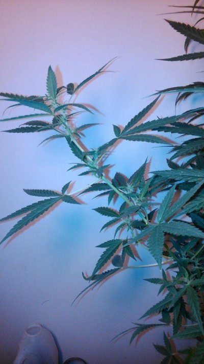 Dutch Passion - AutoWhite Widow