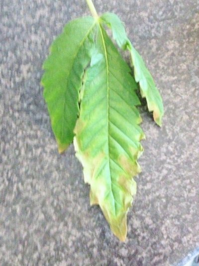is-this-a-phosphorus-deficiencie-symptom-6.jpg