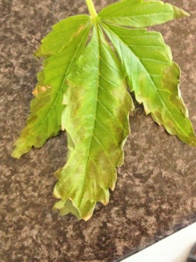 is-this-a-phosphorus-deficiencie-symptom-7.jpg