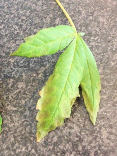is-this-a-phosphorus-deficiencie-symptom-8.jpg