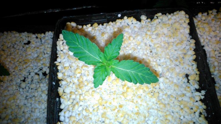 Olde English Seed Co. - Big Daddy
